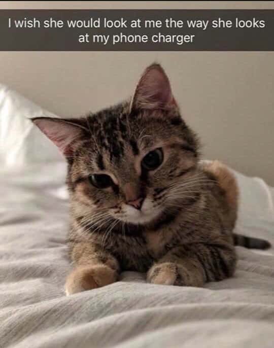 Cat Lover Meme: Wish She Loved Me Like This