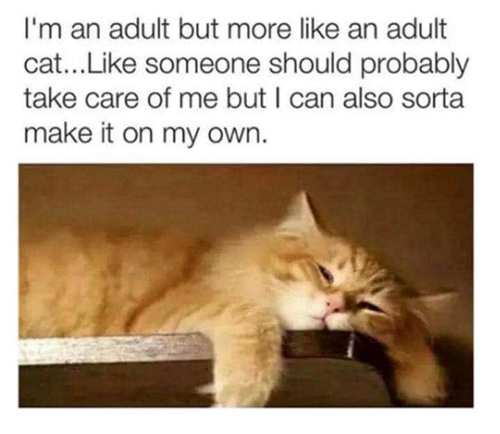 Funny Adult Cat Life Meme With Sleepy Orange Cat