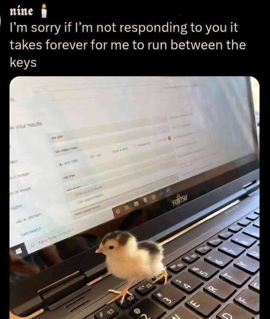Wholesome Bird Meme: I'm Slow To Reply Because I Run On Keys