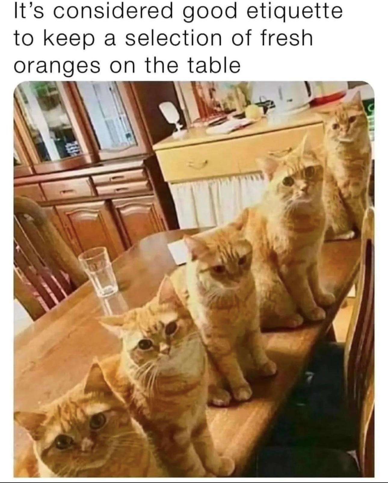 Funny orange cats meme about table etiquette and fresh oranges