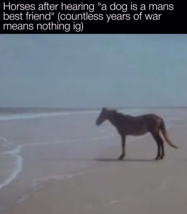 Horse Memes