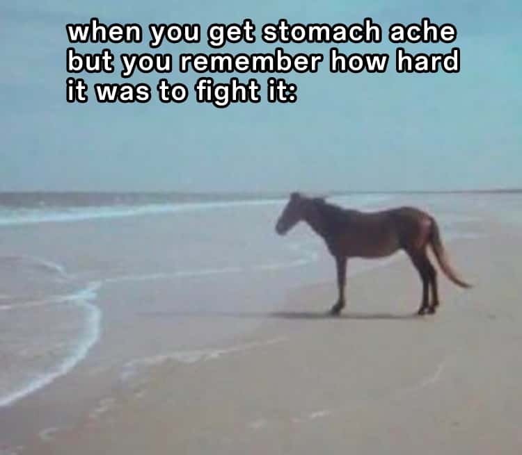 Horse Memes