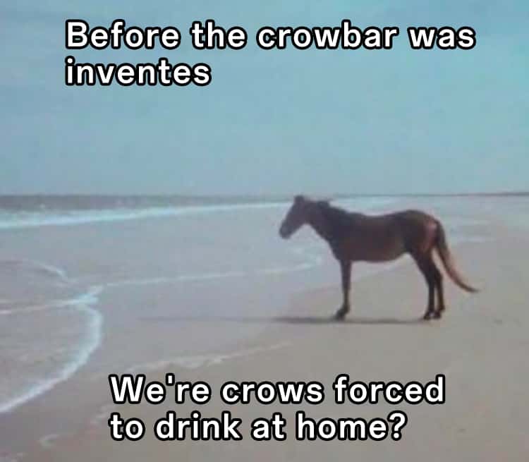 Horse Memes