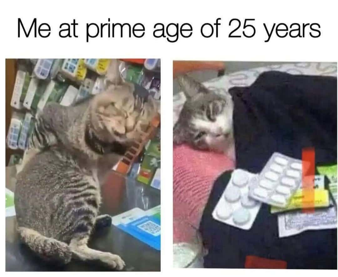 Funny Cat: The "Prime Age 25" Chronic Pain Viral Meme