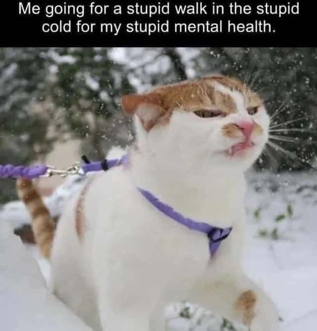 Relatable Winter Meme: Cat Walking In Snow For Mental Health Meme