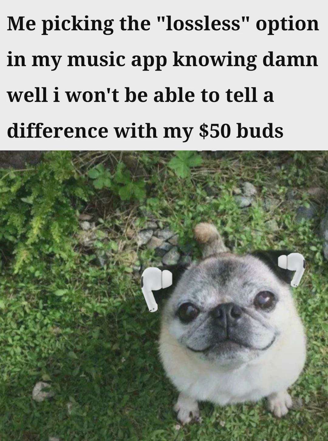 Lossless Music Meme: Picking Lossless With $50 Buds Funny