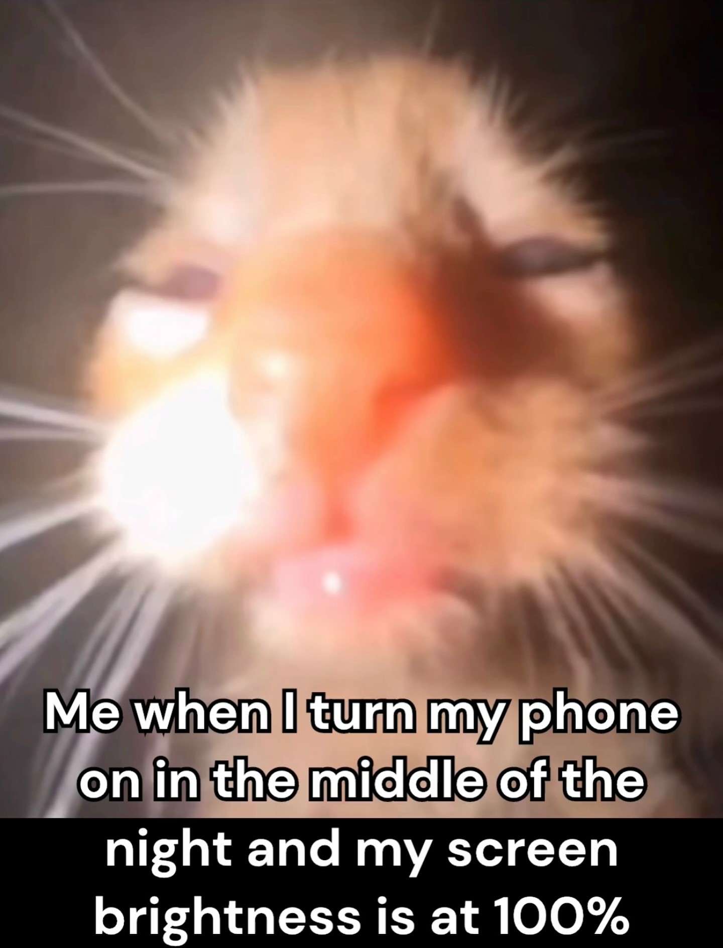 Cat Meme: Night Phone Screen Brightness At 100%