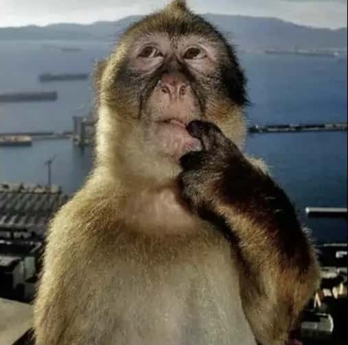 Monkey Thinking Meme Template
