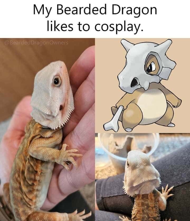 Relatable Bearded Dragon Cubone Cosplay Meme