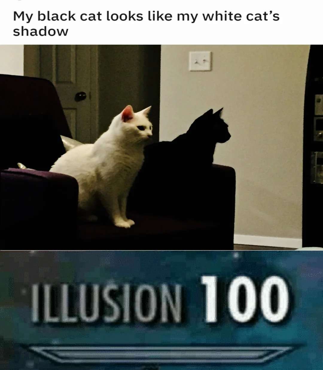 Cute cat meme illusion showing black cat as shadow