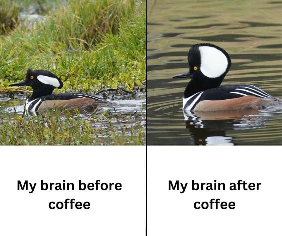 Relatable Coffee Addict Meme: Duck Brain Transformation
