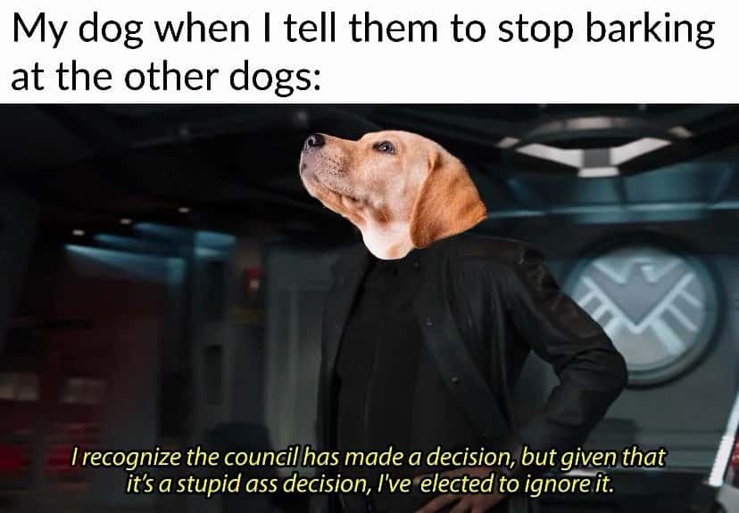 Funny dog ignoring owner council meme