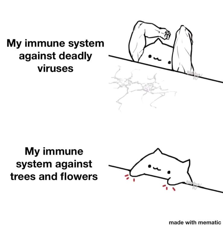Funny Bongo Cat Meme About Weak Immune System Vs Allergies