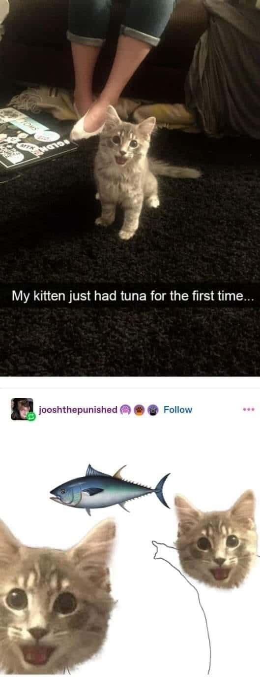 Funny kitten meme reaction after trying tuna for the first time