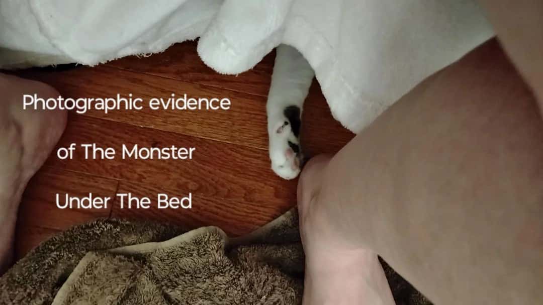 Cat paw photographic evidence meme