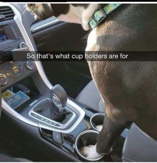 Dog standing in car cup holder meme