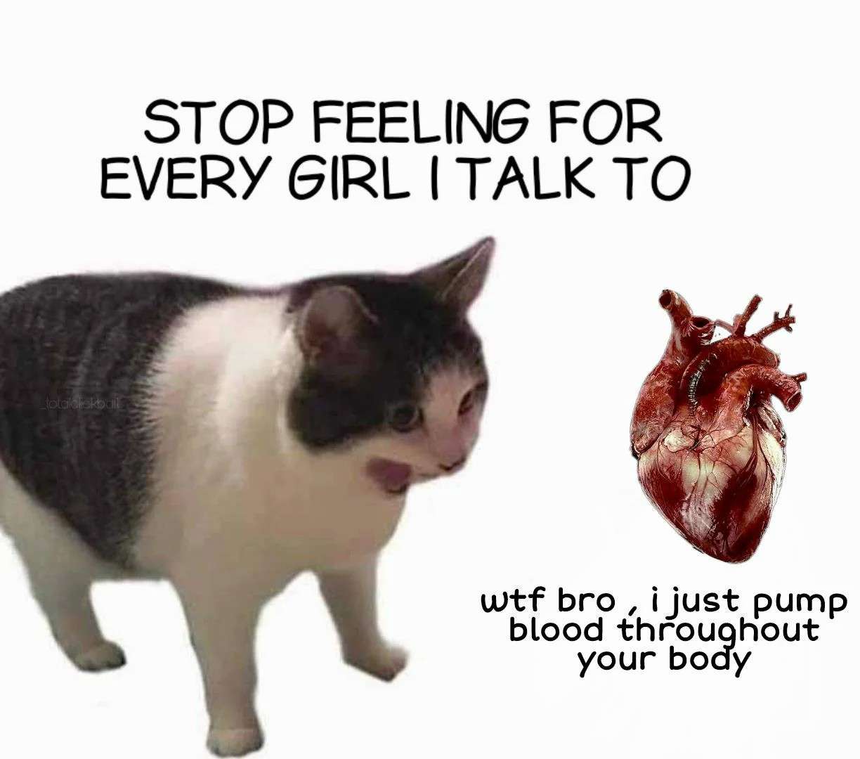 Cat and heart meme making fun of simping over every girl