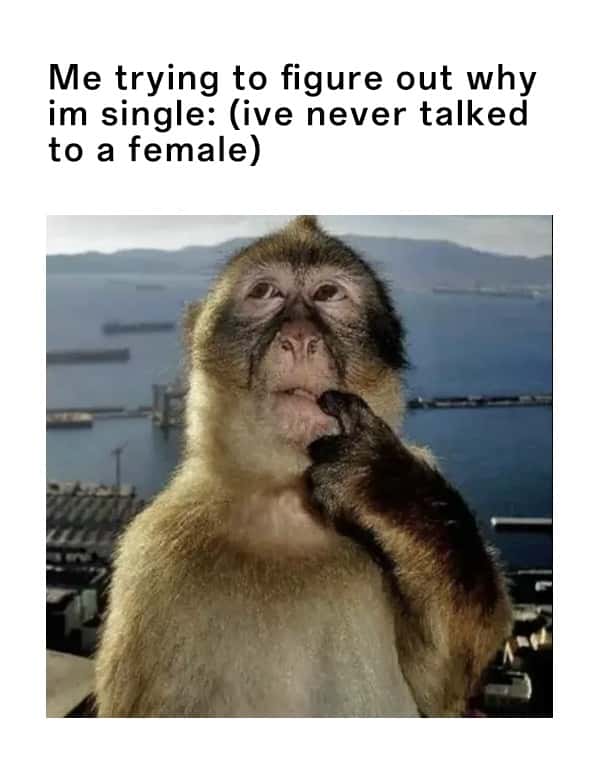 Thinking monkey meme figuring out why he is single