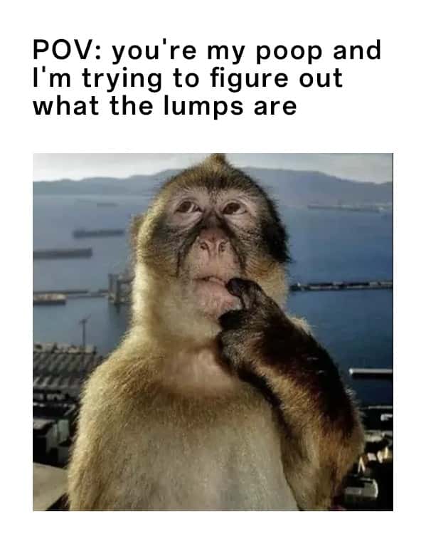 Thinking monkey meme trying to figure out lumps in poop