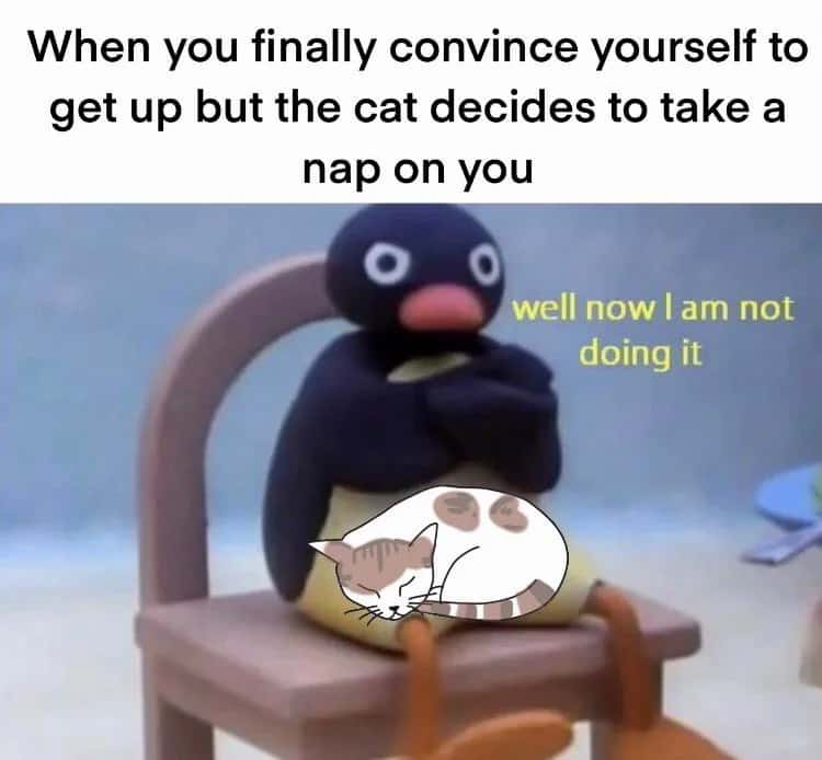 Pingu meme about cats ruining your plans to get up