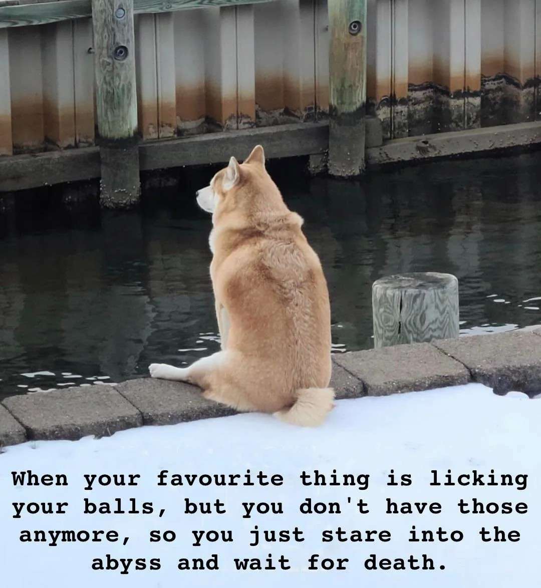 Funny neutered dog meme about existential crisis