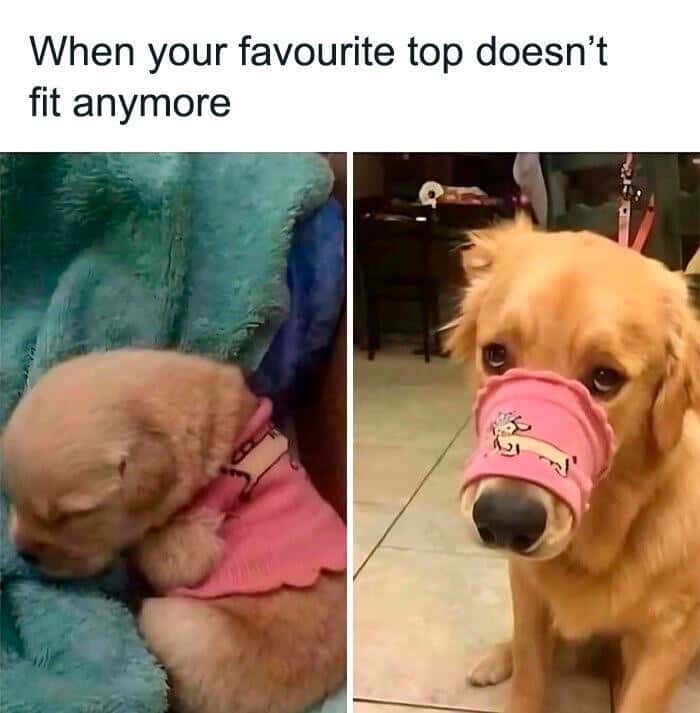 Golden Retriever Puppy vs Adult: Favorite Top Doesn't Fit Anymore