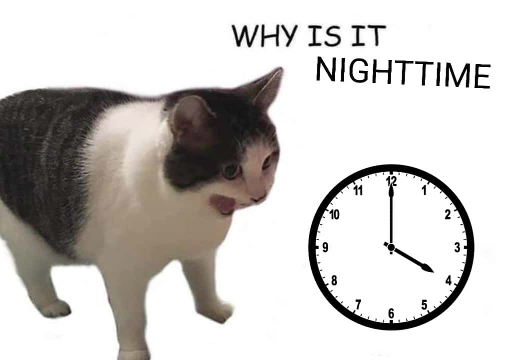 Why it empty meme cat shocked by how fast the day turned to night Why it empty meme cat shocked by how fast the day turned to night