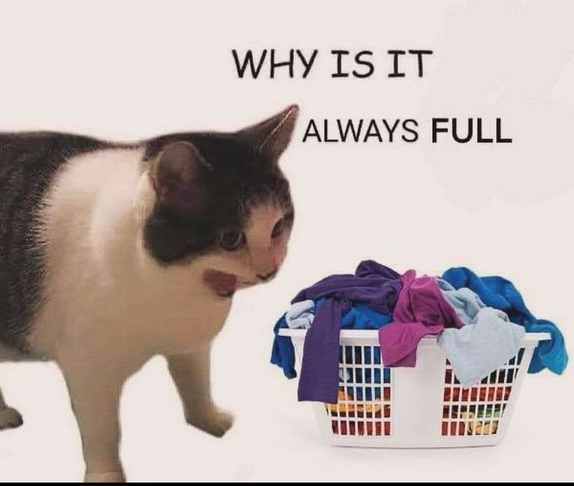 Why it empty cat meme annoyed by always full laundry basket Why it empty cat meme annoyed by always full laundry basket