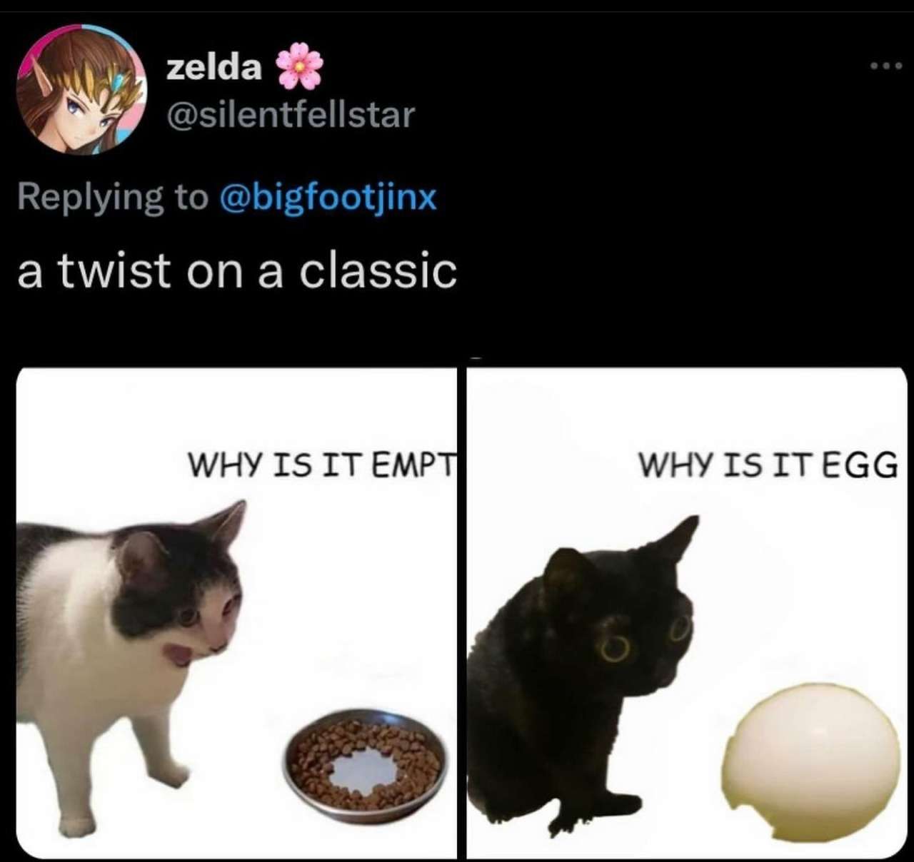 Why it empty cat meme twist with why is it egg variation Why it empty cat meme twist with why is it egg variation