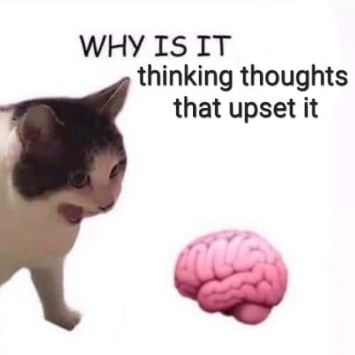 Why it empty cat meme annoyed by upsetting thoughts from its brain Why it empty cat meme annoyed by upsetting thoughts from its brain