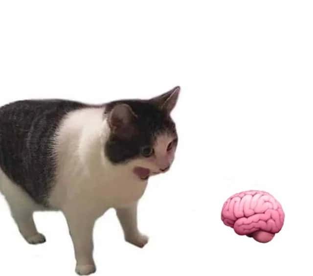 Why it empty meme template
