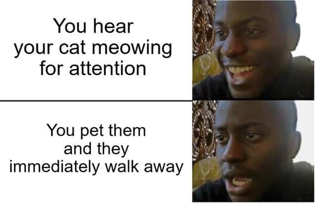 Cat Owner Meme: Cat Meows For Attention Then Leaves