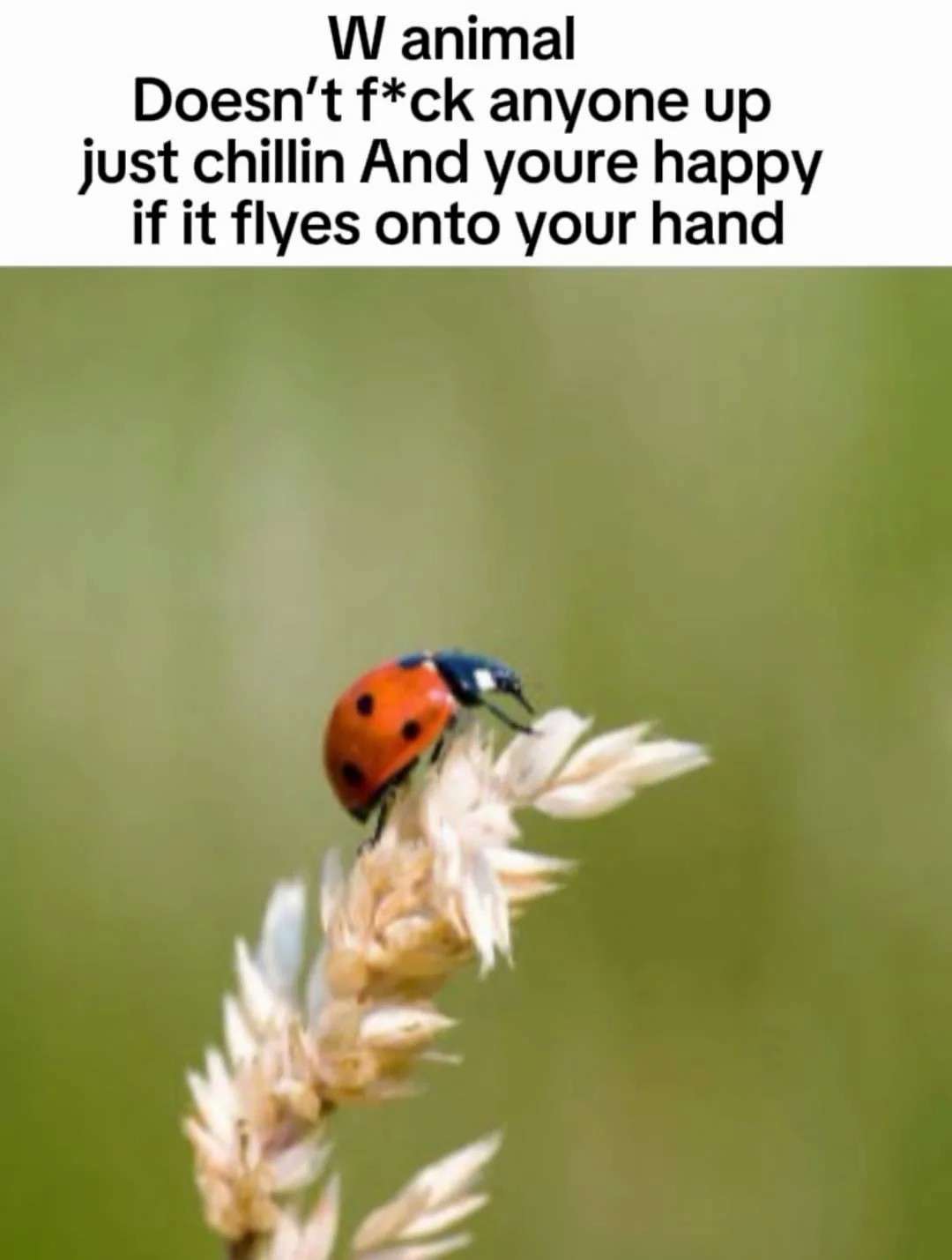 Ladybug meme about the perfect harmless chill animal