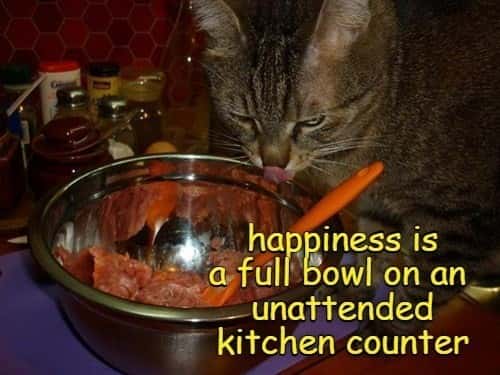 Cute Cat Happiness Full Bowl Kitchen Meme