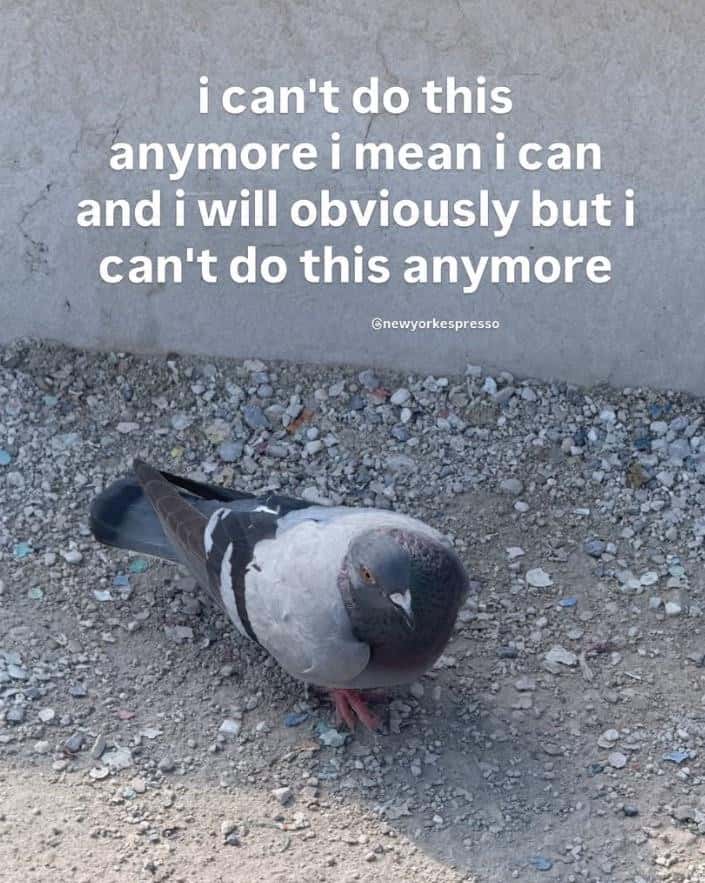 Pigeon Meme About Being Unable To Continue Task Despite Ability