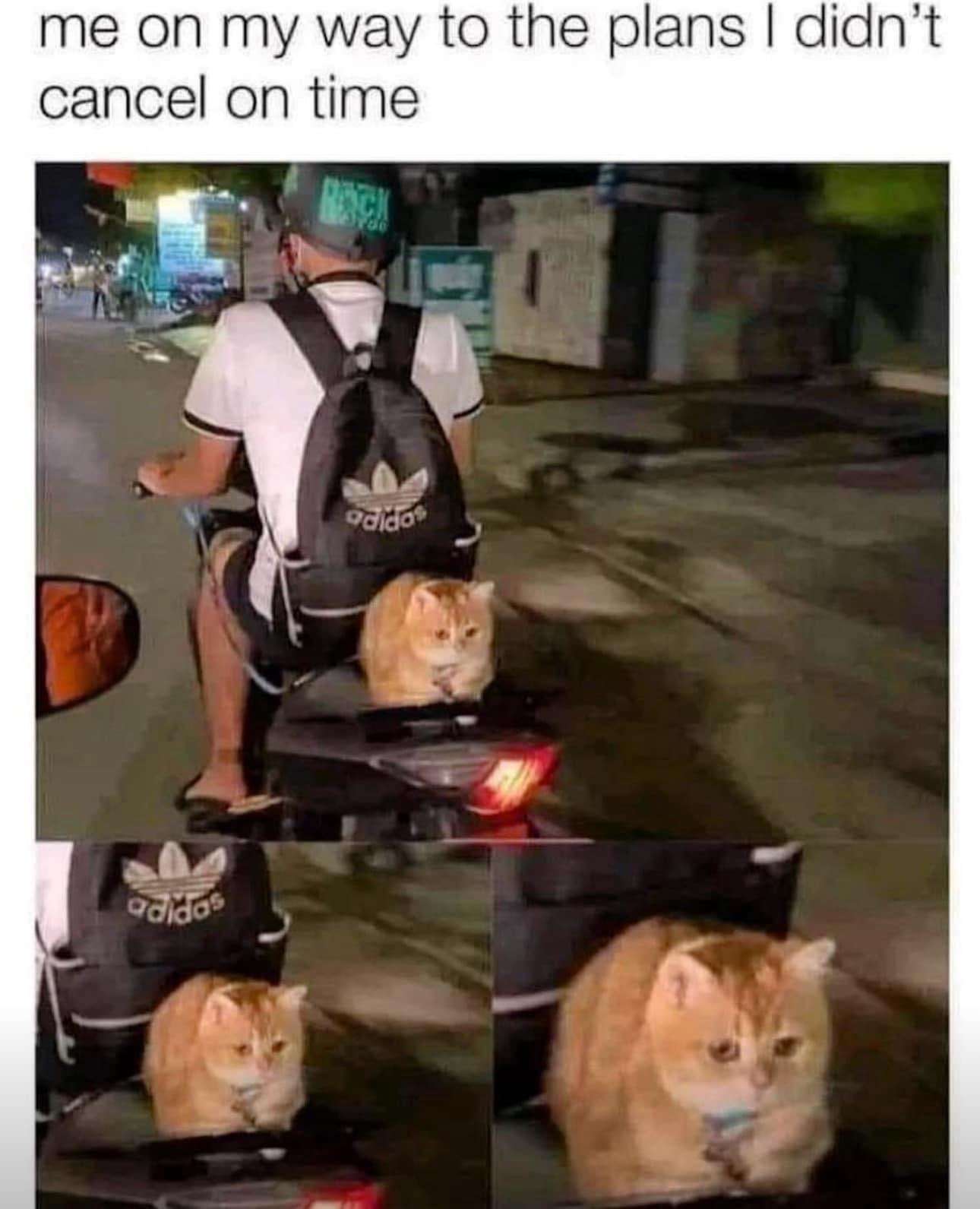 Tired orange cat meme going to plans i forgot to cancel
