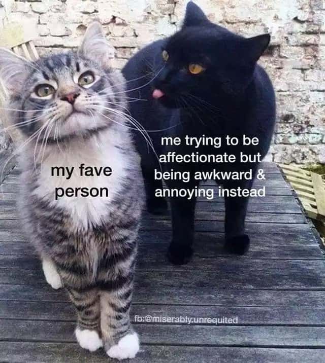 Cat Meme: Trying to Be Affectionate but Being Awkward Instead
