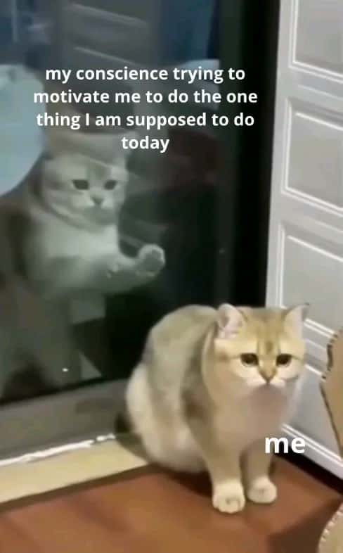 Cat Meme: Conscience Trying To Motivate Me To Do Work