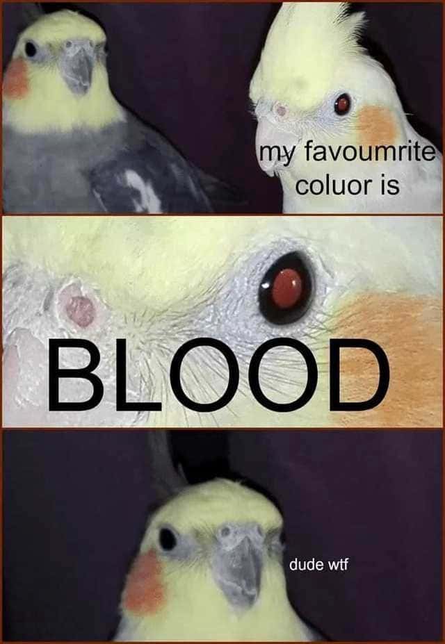 Funny Cockatiel Meme About Favourite Color Being Blood