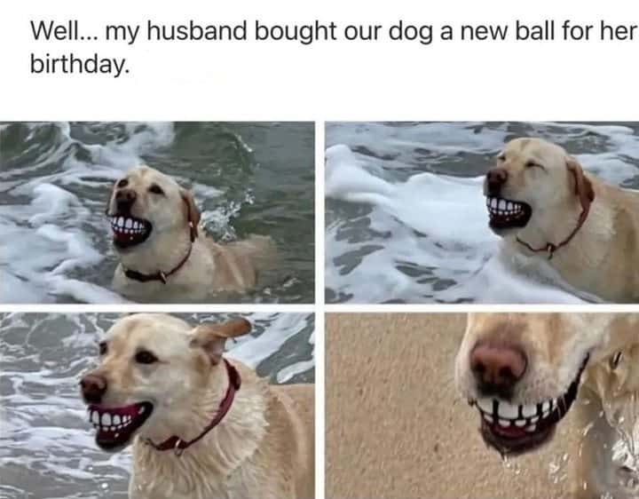 Funny dog meme with a fake teeth ball toy in the ocean