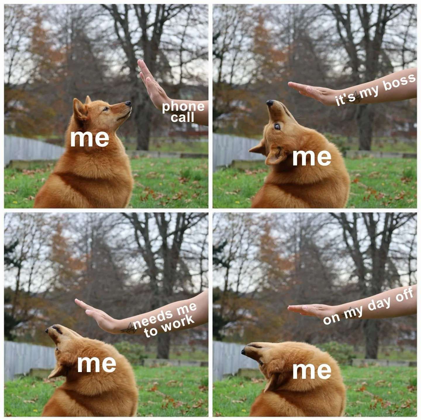 Funny dog meme me reacting to boss call on my day off