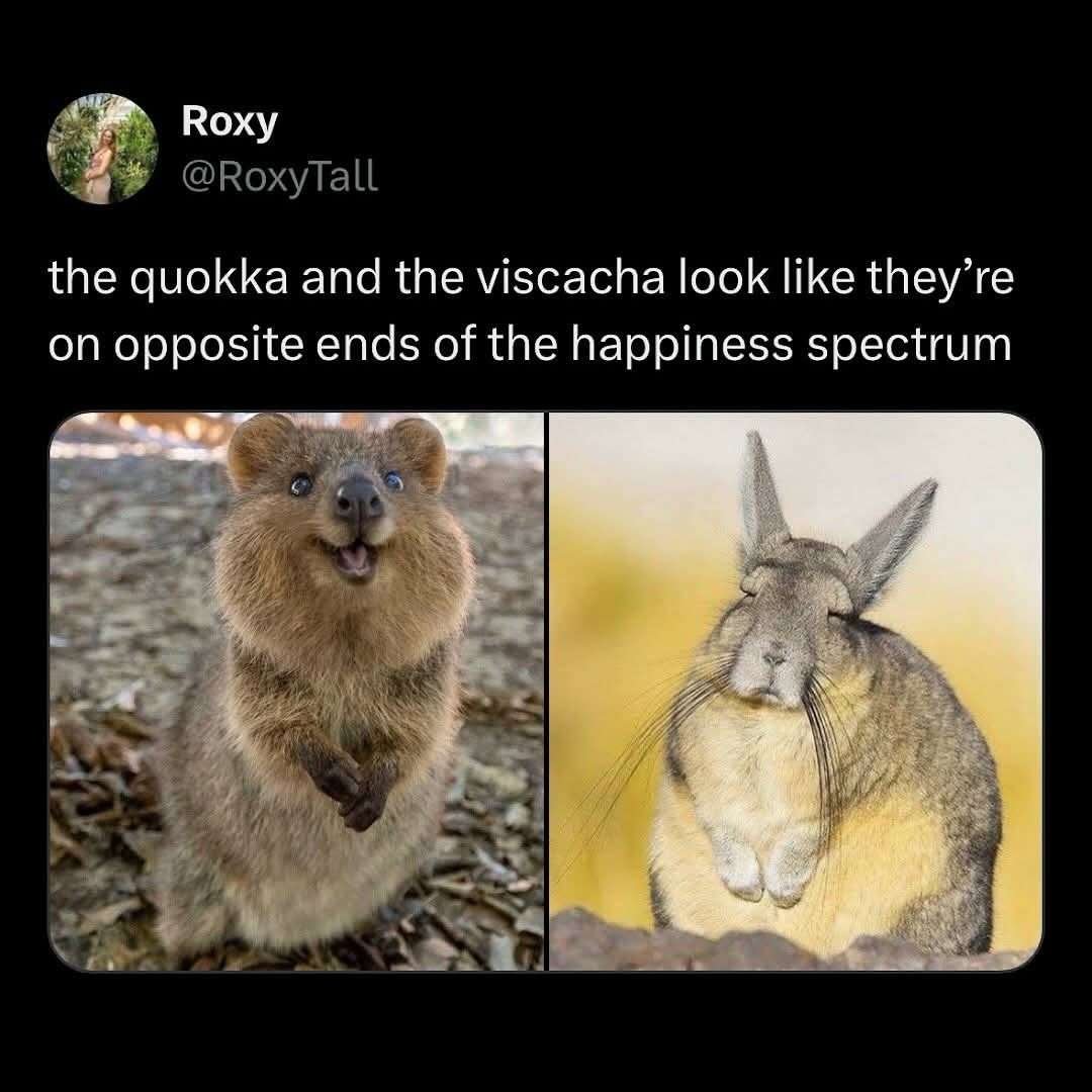 Quokka Vs Viscacha Meme: Opposite Happiness Spectrum