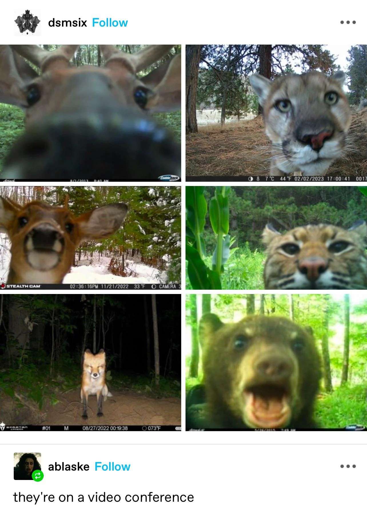 Camera Animals Meme: They're On A Video Conference