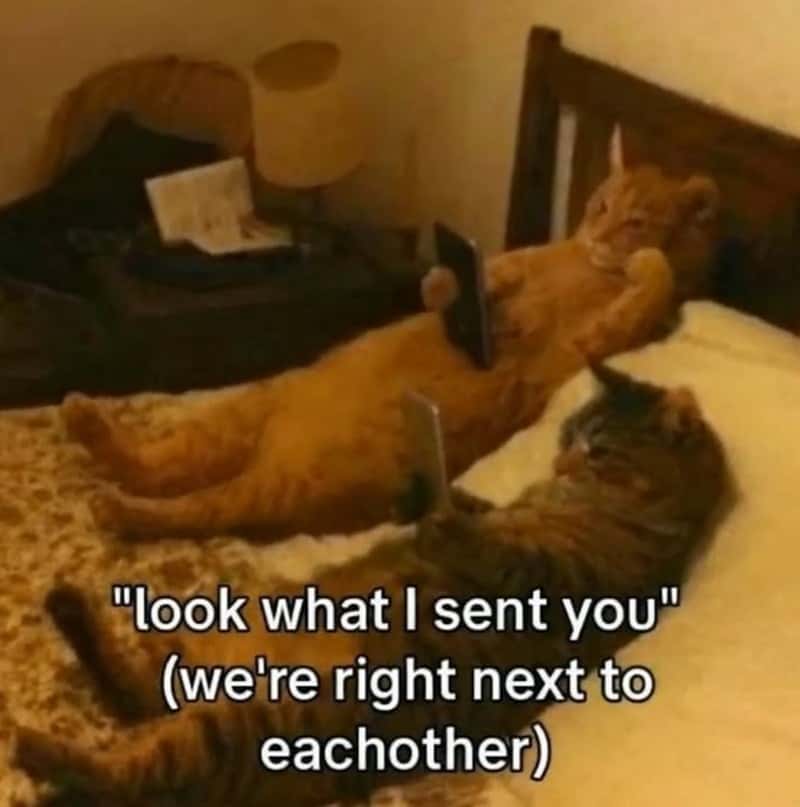 Cats Using Phones Next To Each Other Texting Meme