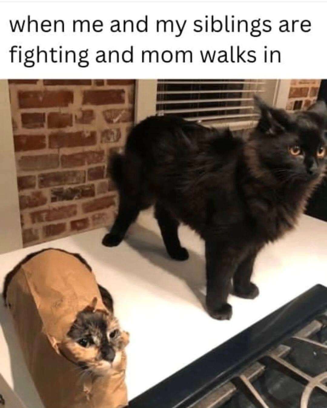 Funny Family Meme: Cat Freeze Frame Mom Arrives