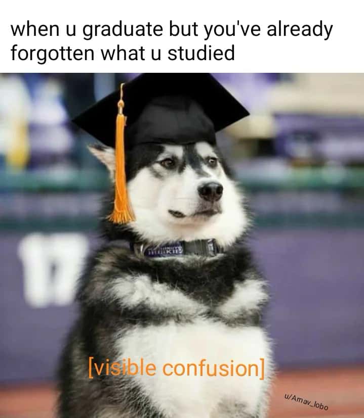 Funny husky graduation visible confusion meme