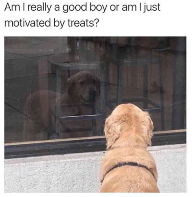 Golden retriever meme questioning if it is a good boy