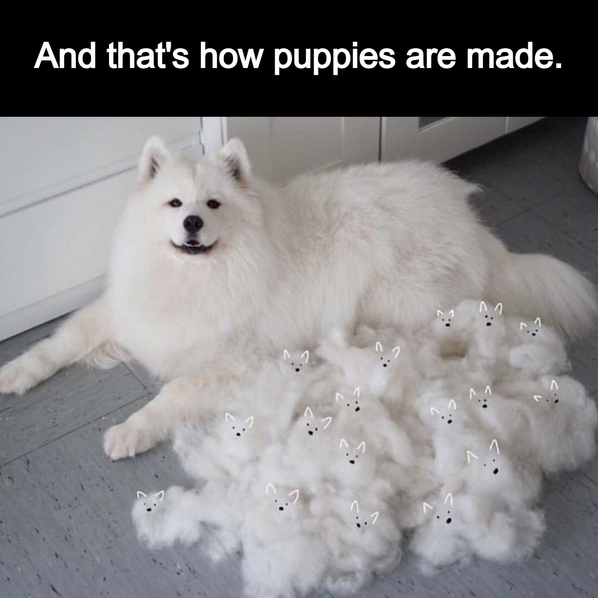Fluffy Samoyed dog meme jokes that shed fur becomes tiny puppies