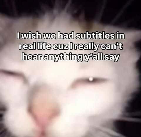 Cat Memes