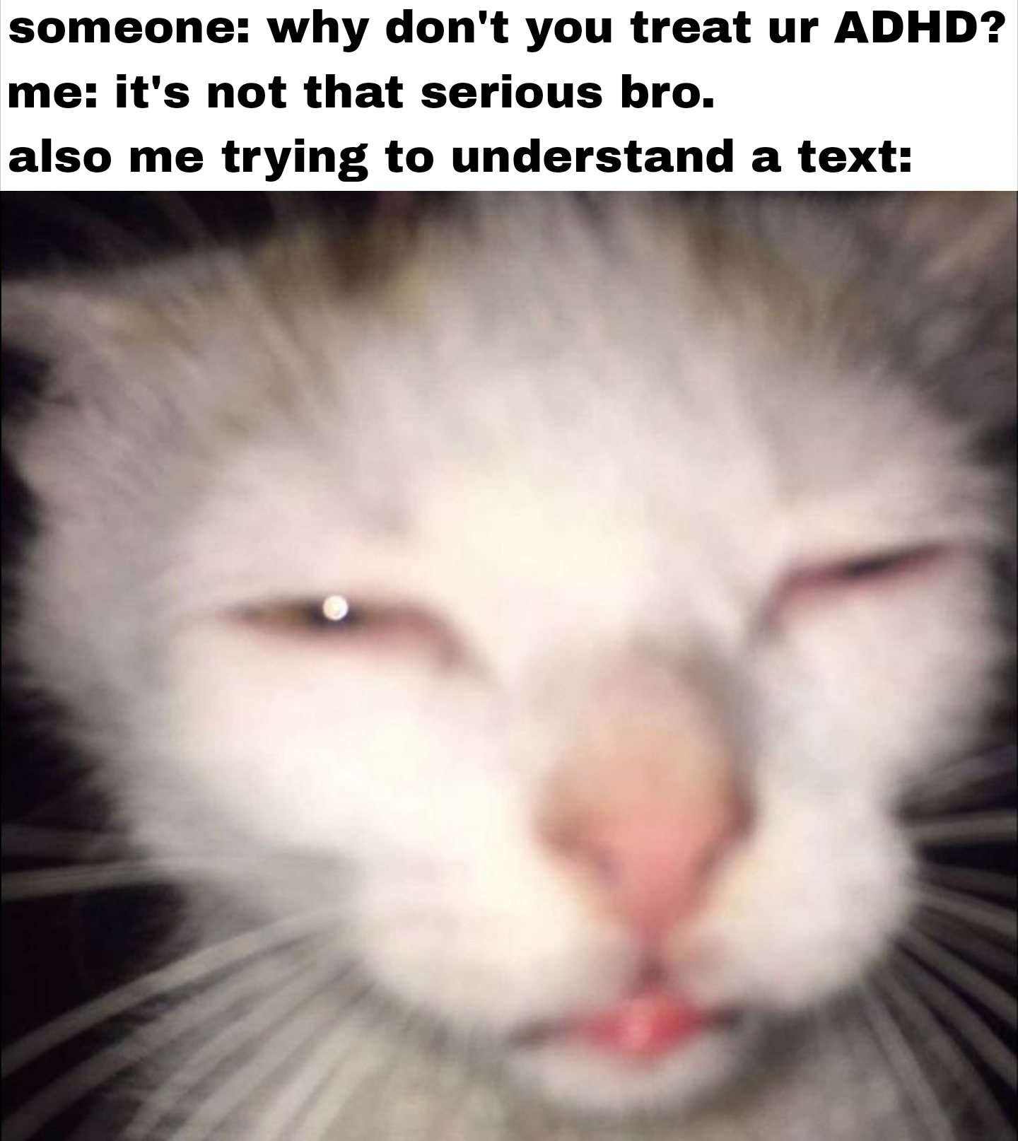 Cat Memes